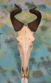 African Lichtenstien's Hartebeest Skull Taxidermy