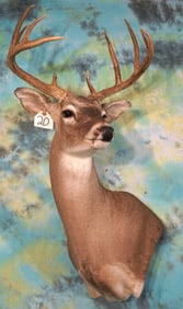10pt. Texas Whitetail Deer Shoulder Taxidermy Mount