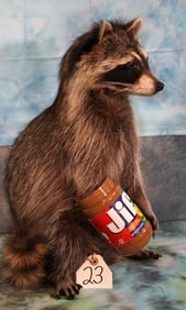 Brand New Raccoon Eating Peanut Butter Novelty Taxidermy Mount