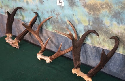 Two Pair of Pronghorn Antelope Horns on Skull plate & One Set of W.T. Deer Antlers Taxidermy