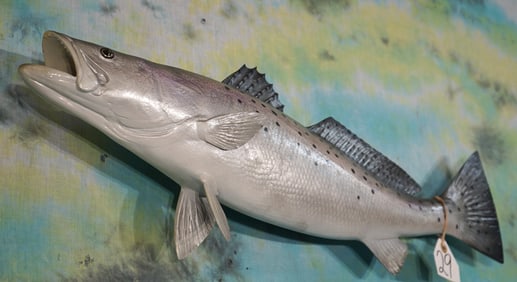 Brand New 27 1/2" Fiberglass Reproduction Speckled Seatrout Taxidermy Fish Mount