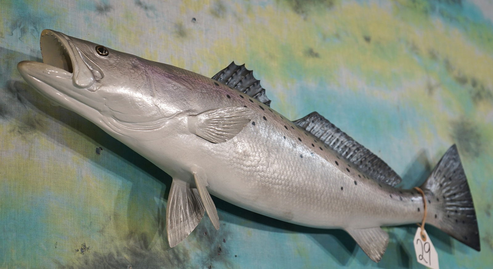 Brand New 27 1/2" Fiberglass Reproduction Speckled Seatrout Taxidermy Fish Mount: This is a high quality reproduction of a beautiful Seatrout. This is a whole fish and not one of those cheap types that is split down the middle. The paint job on this one is also excellent. This fish