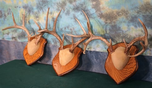 Three Nice Sets of Whitetail Deer Antlers on Panels Taxidermy