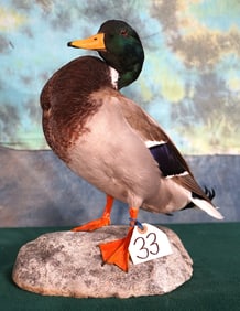 Legal Pen Raised Mallard Drake Duck Taxidermy Bird Mount