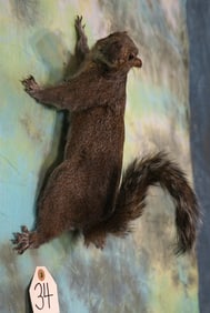 Brand New Full Body Gray Squirrel Taxidermy Mount