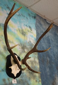 Large Record Class Sika Deer Antlers on Plaque Taxidermy