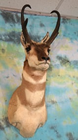Pronghorn Antelope Shoulder Taxidermy Mount