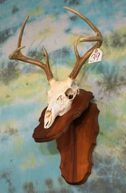 6pt. Whitetail Deer Skull on Wall Pedestal Panel Taxidermy