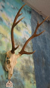 Japanese Sika Deer Skull Taxidermy