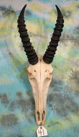 African Topi Antelope Skull Taxidermy