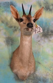 African Bush Duiker Pygmy Antelope Shoulder Taxidermy Mount