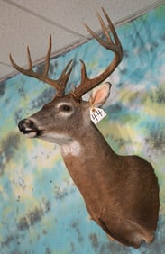 Nice 11pt. Whitetail Deer Shoulder Taxidermy Mount