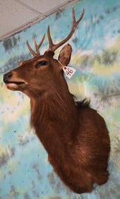 Japanese Sika Deer Shoulder Taxidermy Mount