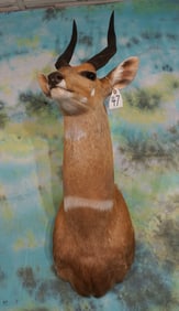 African Chobe Bushbuck Antelope Shoulder Taxidermy Mount