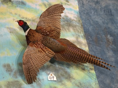 Flying Ringneck Pheasant Taxidermy Bird Mount