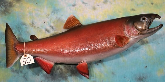 30 1/2" Real Skin Alaskan Pink Salmon Taxidermy Fish Mount