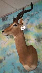 South African Impala Ram Shoulder Taxidermy Mount