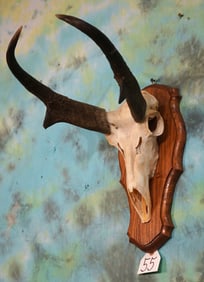 Pronghorn Antelope Skull on Panel Taxidermy