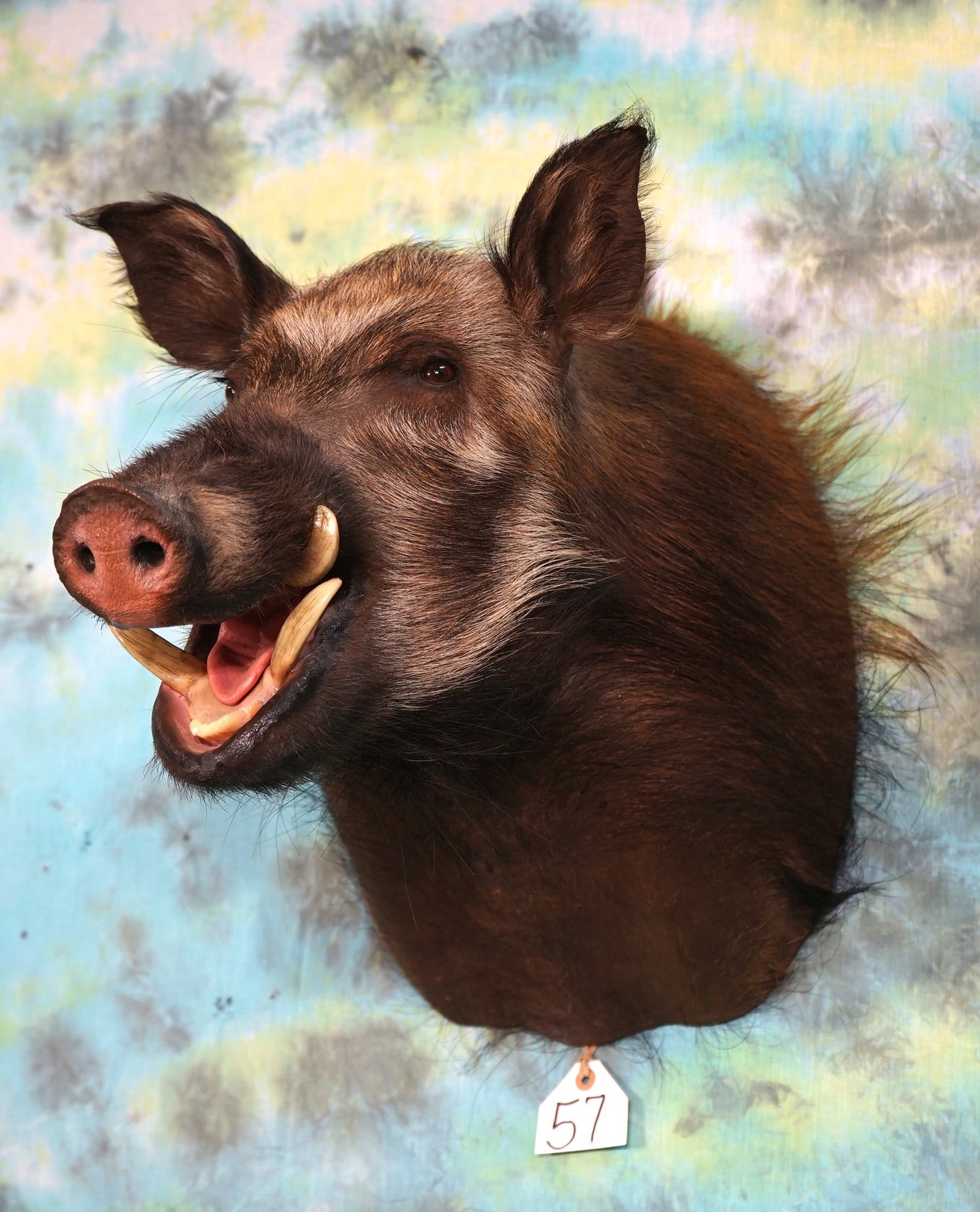 African Bushpig Shoulder Taxidermy Mount: This mount is in excellent to mint like condition. The taxidermy quality is way above the average grading a solid 10.?