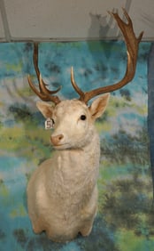 White European Fallow Deer Shoulder Taxidermy Mount