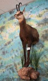 Half Body Alpine Chamois Taxidermy Mount