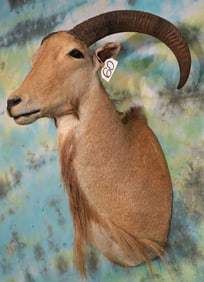 Aoudad Sheep Shoulder Taxidermy Mount