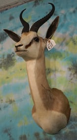 South African Common Springbuck Shoulder Taxidermy Mount