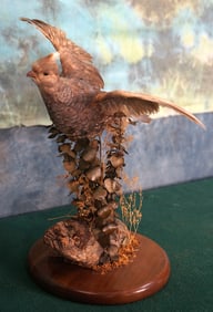 Flying Blue Scale Quail Taxidermy Bird Mount