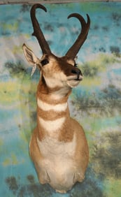 Pronghorn Antelope Shoulder Taxidermy Mount
