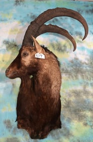 Persian Ibex Shoulder Taxidermy Mount
