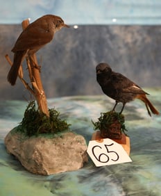 Beautiful Black Redstart and Cettis Warbler Taxidermy Bird Mounts