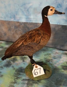 Pen Raised South American White Faced Whistling Duck Taxidermy Bird Mount