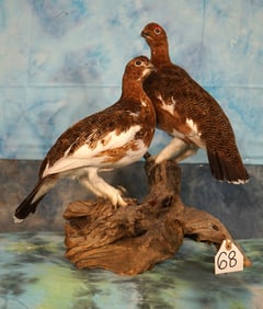 Pair of Alaskan Fall Phase Ptarmigan Taxidermy Bird Mounts
