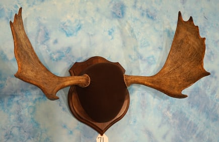 Shiras Moose Antlers Mounted on Panel Taxidermy