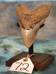 Very Nice Polished Megalodon Prehistoric Shark Tooth Fossil on Stand