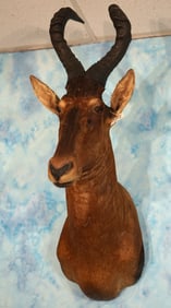 South African Red Cape Hartebeest Antelope Shoulder Taxidermy Mount