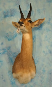 South African Mountain Reedbuck Antelope Shoulder Taxidermy Mount