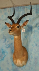 South African Impala Ram Shoulder Taxidermy Antelope Mount