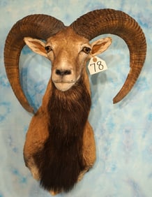 European Mouflon Sheep Shoulder Taxidermy Ram Mount