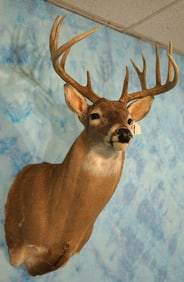 11pt. Whitetail Deer Shoulder Taxidermy Mount