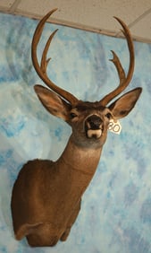 Columbian Blacktail Deer Shoulder Taxidermy Mount