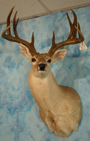 165 gross 11pt. South Texas Whitetail Deer Shoulder Taxidermy Mount