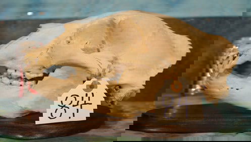 Complete Large Grizzly Bear Skull Taxidermy
