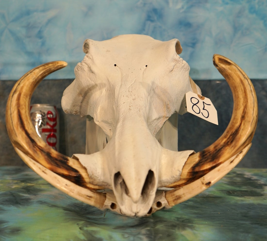 Complete Warthog Skull Taxidermy: This skull is an older one, however it is in good condition missing only a few teeth. The tusk are all in excellent condition with no breaks or cracks. Both of the upper Tusk will measure over 10" lon