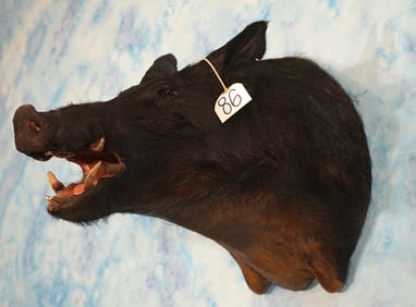 Black Feral Hog/Wild Boar Shoulder Taxidermy Mount