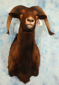 Black Hawaiian Sheep Shoulder Taxidermy Ram Mount
