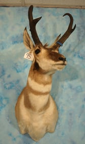 Beautiful Pronghorn Antelope Shoulder Taxidermy Mount