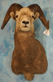 Rocky Mountain Bighorn Sheep Shoulder Taxidermy Ram Mount