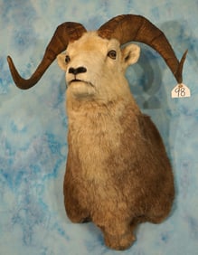 Stone Sheep Ram Shoulder Taxidermy Mount