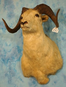 Yukon Dall Sheep Ram Shoulder Taxidermy Mount